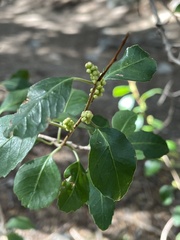 Muehlenbeckia hastulata