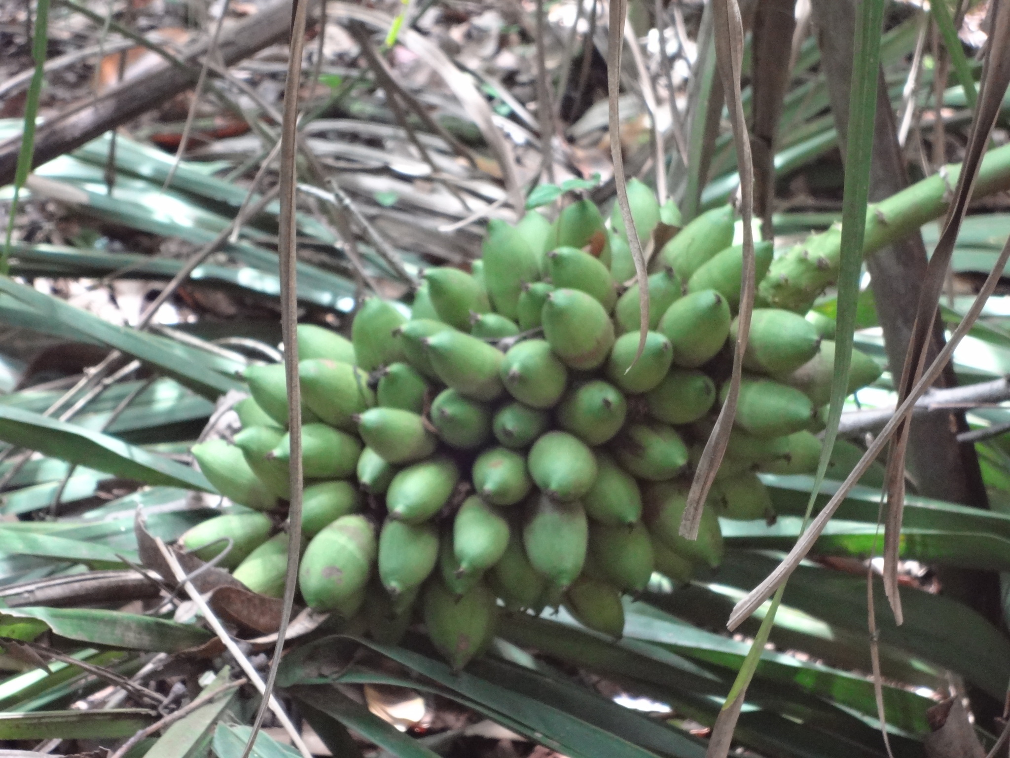 Attalea phalerata