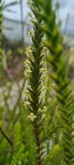 Struthiola striata
