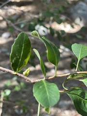 Muehlenbeckia hastulata