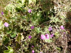Geranium pyrenaicum