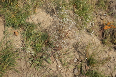 Gypsophila altissima