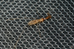 Stenolemoides arizonensis