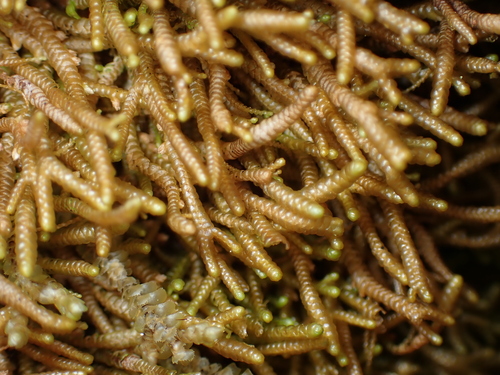 Image of Bazzania tricrenata by no rights reserved