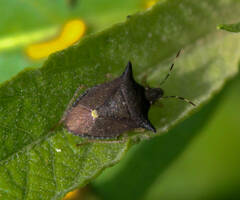 Proxys albopunctulatus