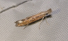 Isophrictis magnella