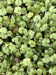 Hydrocotyle moschata
