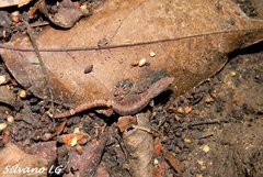 Sphaerodactylus glaucus