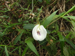 Clitoria falcata