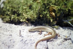 Heremites vittatus