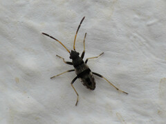 Beosus maritimus