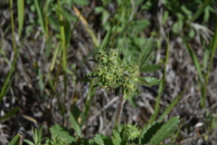 Drymocallis convallaria