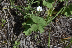 Drymocallis convallaria