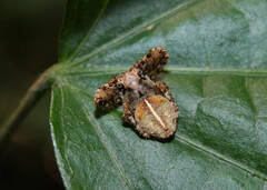 Parawixia