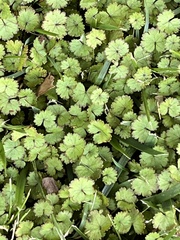 Hydrocotyle moschata