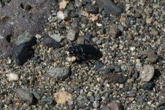 Cicindela longilabris