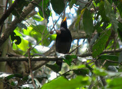 Turdus flavipes