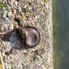 Planorbarius corneus