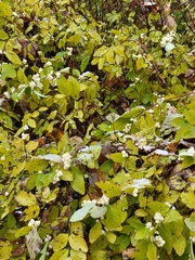 Symphoricarpos occidentalis