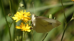 Pieris rapae