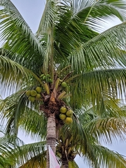 Cocos nucifera