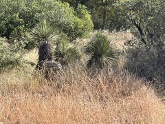 Yucca constricta