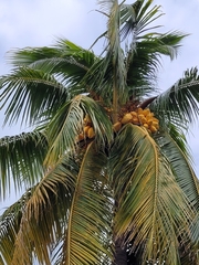 Cocos nucifera