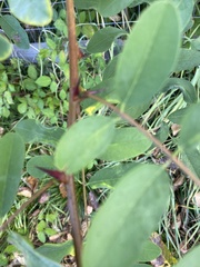 Robinia pseudoacacia