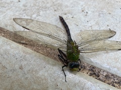 Anax concolor