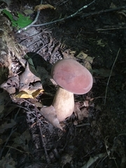 Boletus sensibilis