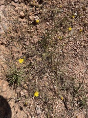 Croptilon divaricatum