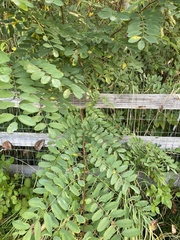 Robinia pseudoacacia