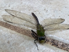 Anax concolor