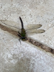 Anax concolor