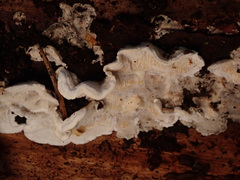 Skeletocutis carneogrisea