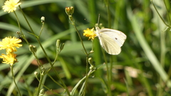 Pieris rapae
