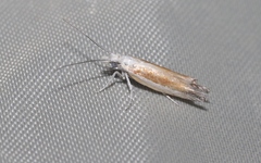 Ypsolopha delicatella