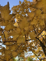 Acer saccharum