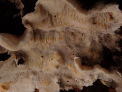 Skeletocutis carneogrisea