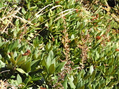 Rhododendron caucasicum
