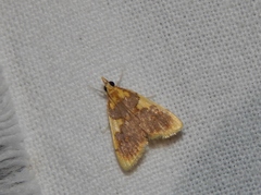 Sameodesma xanthocraspia
