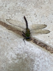 Anax concolor