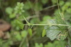 Cardamine flexuosa