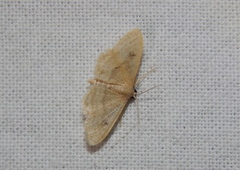 Scopula spoliata