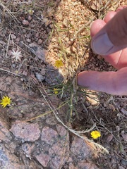 Croptilon divaricatum