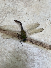 Anax concolor