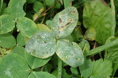 Erysiphe trifoliorum