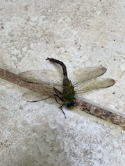 Anax concolor