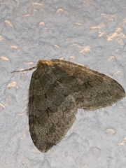 Operophterini