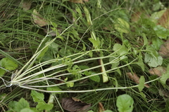 Cardamine flexuosa